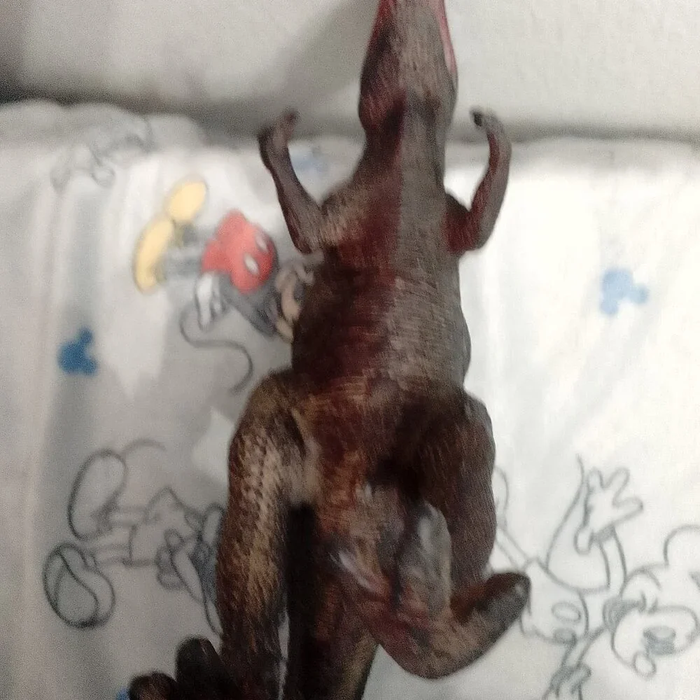 Dinosaur Toy